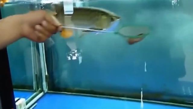 金龍魚兇嗎（金龍魚在自然界中具有較強捕食能力和潛在的危險性）