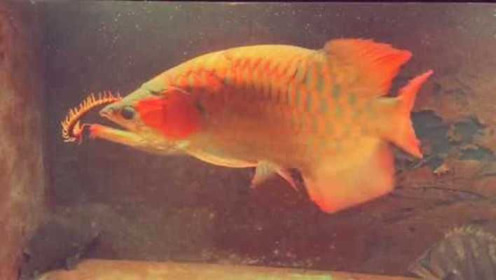 金龍魚兇嗎（金龍魚在自然界中具有較強捕食能力和潛在的危險性）