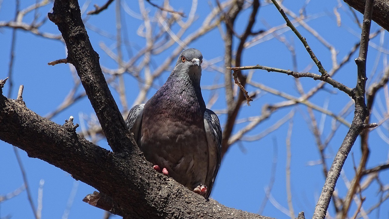 過(guò)背金龍魚(yú)和什么魚(yú)混養(yǎng)好