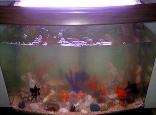 生態(tài)魚(yú)缸水渾濁的解決辦法：底濾魚(yú)缸水渾濁的解決辦法