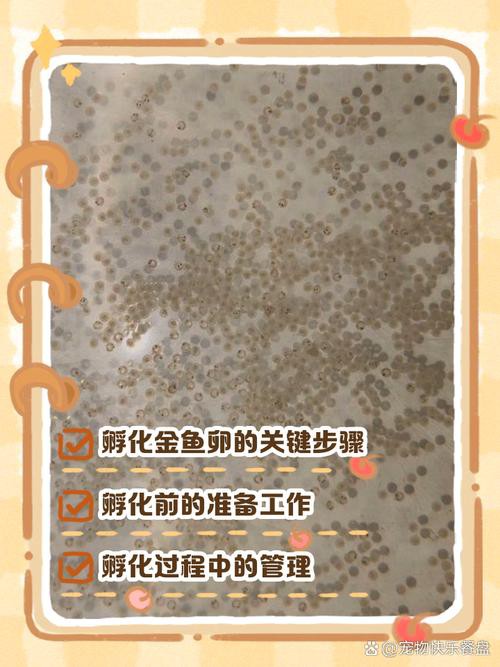 金龍魚繁殖圖片