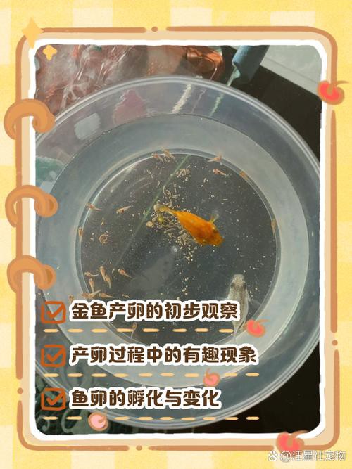金龍魚繁殖圖片