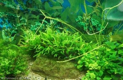 地圖魚的魚缸是否可以放水草，養魚者需要注意以下幾點：養地圖魚的魚缸可以放水草嗎？