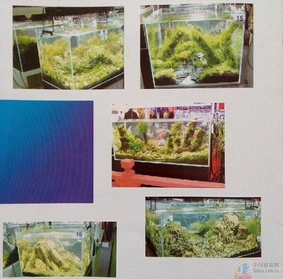 地圖魚的魚缸是否可以放水草，養魚者需要注意以下幾點：養地圖魚的魚缸可以放水草嗎？