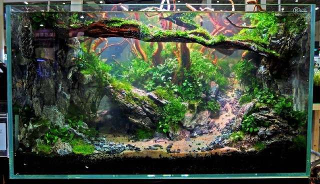 桌面魚缸造景圖片大全（桌面魚缸造景圖片大全桌面魚缸造景圖片和設計理念）