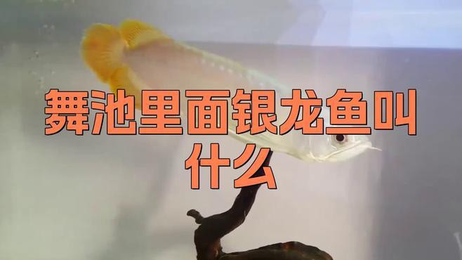 藍(lán)色銀龍魚多少錢一條