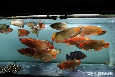 多大的龍魚適合新手養（十大適合新手養的龍魚品種→maigoo生活榜） 多大的龍魚適合新手養（十大適合新手養的龍魚品種→maigoo生活榜） 龍魚百科 第1張