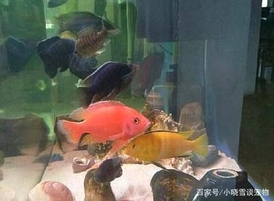 魚缸光照顏色選擇指南:魚缸光照顏色的選擇 魚缸百科 第2張 魚缸光照顏色選擇指南:魚缸光照顏色的選擇 魚缸光照顏色選擇指南:魚缸光照顏色的選擇 魚缸百科 第2張