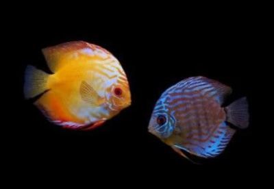 魚缸光照顏色選擇指南:魚缸光照顏色的選擇 魚缸百科 第5張 魚缸光照顏色選擇指南:魚缸光照顏色的選擇 魚缸光照顏色選擇指南:魚缸光照顏色的選擇 魚缸百科 第5張