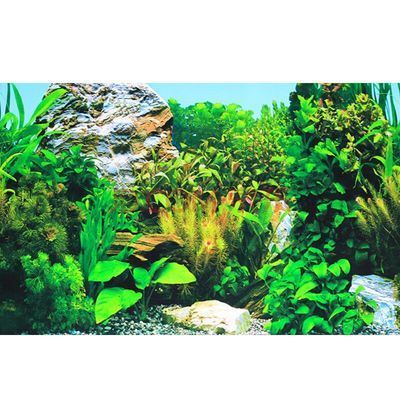 龍魚魚缸背景圖：高清龍魚魚缸背景圖大全