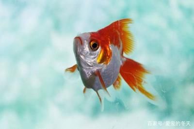 魚缸好壞如何選擇 魚缸百科 第5張 魚缸好壞如何選擇 魚缸好壞如何選擇 魚缸百科 第5張
