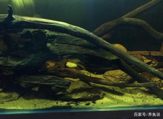 魚(yú)缸好壞如何選擇