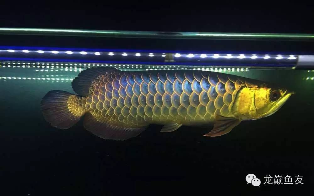 古典過背金龍魚用什么燈光好看點：古典過背金龍魚用什么燈光好看