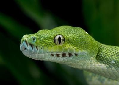 夢見龍和魚是什么預兆：周公解夢：夢見龍和魚的預兆 夢見龍和魚是什么預兆：周公解夢：夢見龍和魚的預兆 龍魚百科 第3張