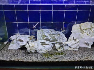 觀賞魚缸生態(tài)系統(tǒng)選擇好養(yǎng)的觀賞魚不僅能美化環(huán)境，還能增添情趣：如何選擇一個好養(yǎng)的觀賞魚