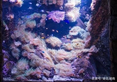 野生魚缸里：野生魚缸水草選擇技巧