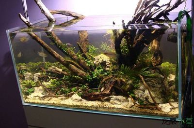 野生魚缸里：野生魚缸水草選擇技巧