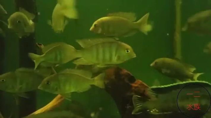 海豚魚缸圖片欣賞：水族館海豚魚缸圖片欣賞 海豚魚缸圖片欣賞：水族館海豚魚缸圖片欣賞 魚缸百科 第3張