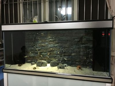水族箱造景的藝術(shù)與技巧——底濾魚缸：底濾魚缸布景需要考慮到魚缸的深度、光照、光照、水質(zhì)等因素 水族箱造景的藝術(shù)與技巧——底濾魚缸：底濾魚缸布景需要考慮到魚缸的深度、光照、光照、水質(zhì)等因素 魚缸百科 第1張