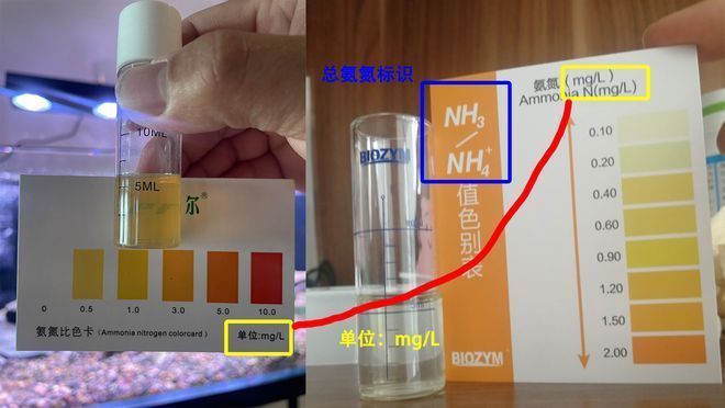 如何檢測魚缸氨氮含量：如何檢測魚缸的氨氮含量 如何檢測魚缸氨氮含量：如何檢測魚缸的氨氮含量 魚缸百科 第1張