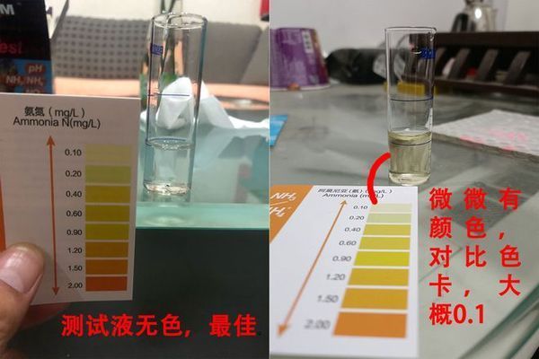 如何檢測魚缸氨氮含量：如何檢測魚缸的氨氮含量 如何檢測魚缸氨氮含量：如何檢測魚缸的氨氮含量 魚缸百科 第6張