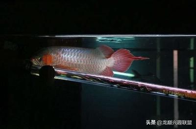 龍魚呆滯不游動的原因及解決方法（龍魚呆滯不游動可能由多種因素引起，飼養者應注意解決方法）
