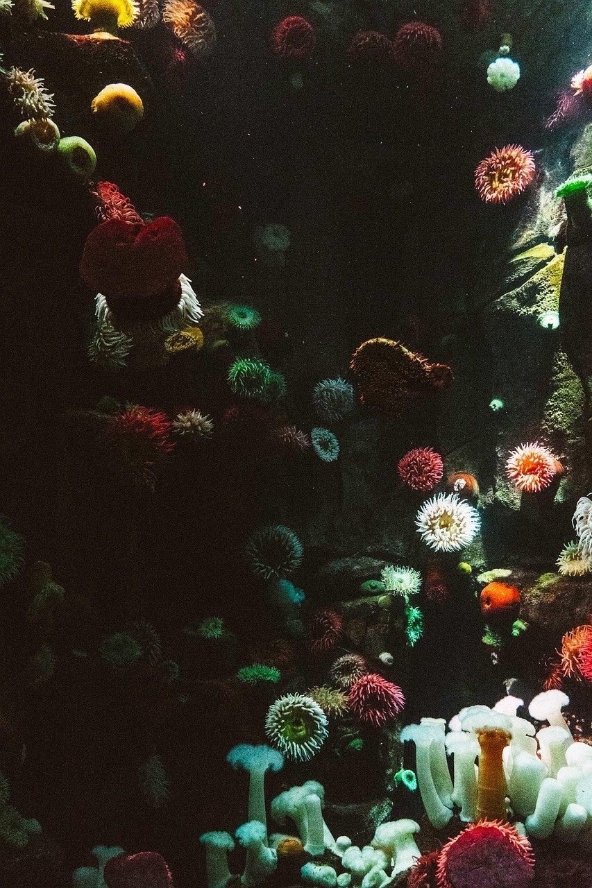 明山區(qū)春滿水族館（明山區(qū)春滿水族館電話）