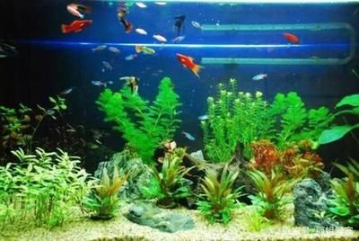 魚缸多長時間放一次硝化細菌（魚缸中硝化細菌的投放頻率）