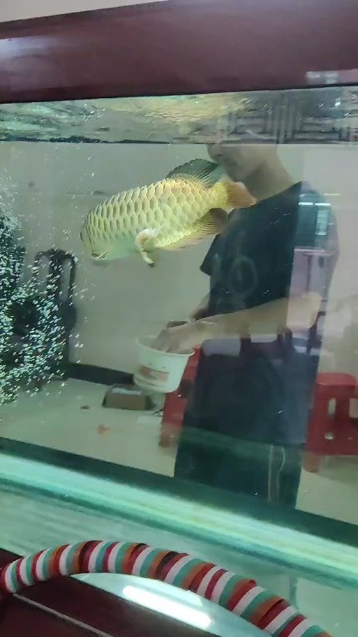 龍魚魚缸壁紙
