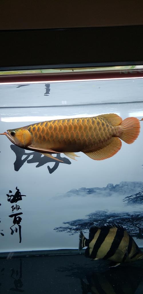 龍魚魚缸壁紙