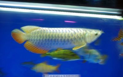 金龍魚(yú)缸燈光高度調(diào)節(jié)