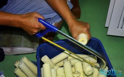 龍魚魚缸濾材多久更換（龍魚魚缸濾材多久更換一次）