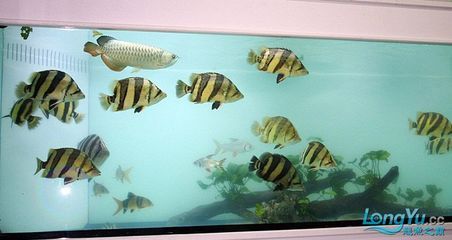 龍魚魚缸濾材多久更換（龍魚魚缸濾材多久更換一次）