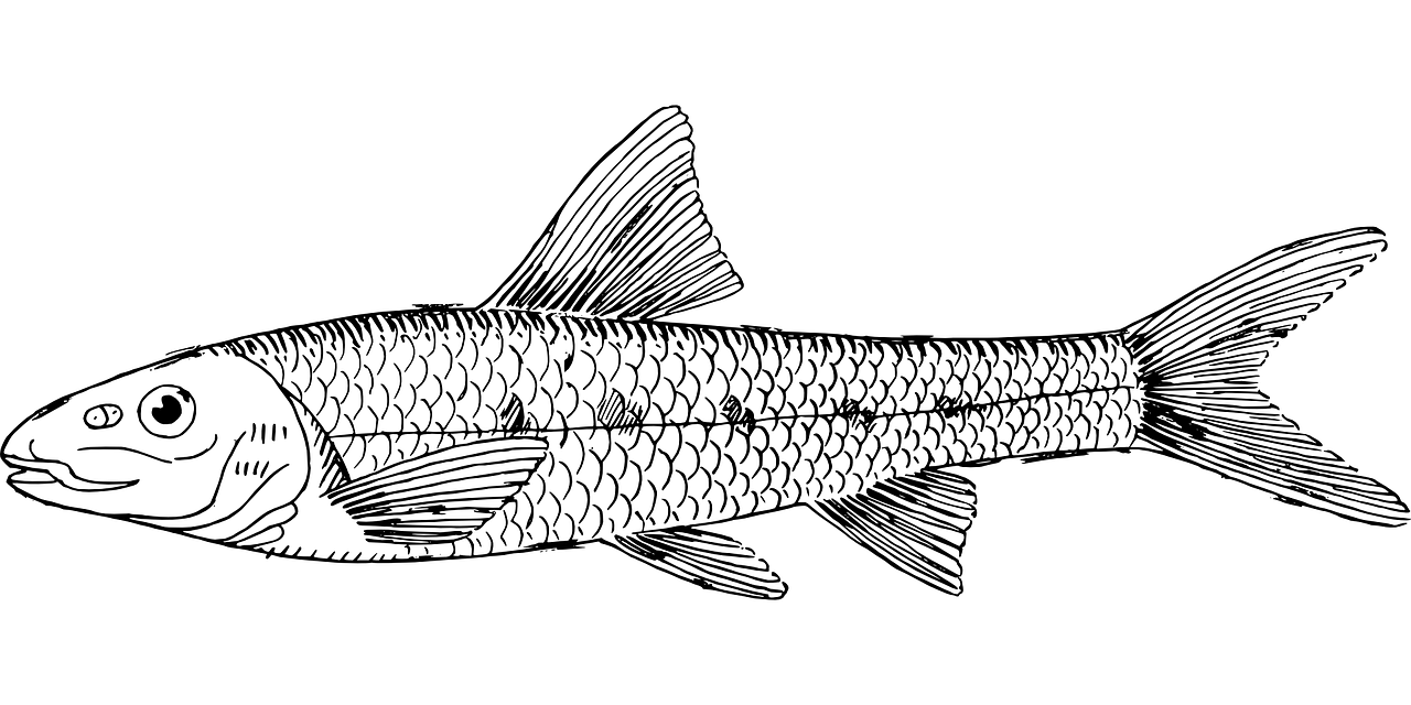 孫吳縣朵朵花鳥(niǎo)魚(yú)商店（孫吳縣朵朵花鳥(niǎo)魚(yú)商店電話）