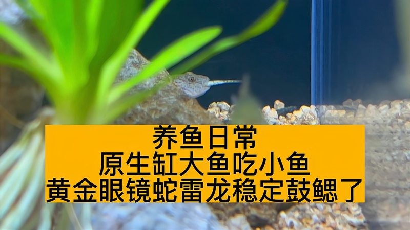 雷龍魚吃自己的小魚嗎