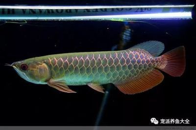 龍魚換魚缸后多久喂食：龍魚換魚缸后多久喂食？