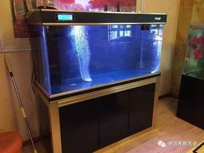 觀景魚缸怎么清理糞便的方法（清理觀景魚缸糞便的方法是保持水質清潔的重要環節）