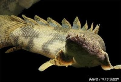 龍魚有多少年的歷史了：龍魚是一種歷史悠久的古代魚類，其歷史可以追溯到遠古石炭紀 龍魚有多少年的歷史了：龍魚是一種歷史悠久的古代魚類，其歷史可以追溯到遠古石炭紀 龍魚百科 第1張