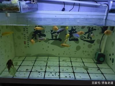 魚缸魔毯是干什么用的：關(guān)于魚缸魔毯的詳細(xì)用途和使用方法
