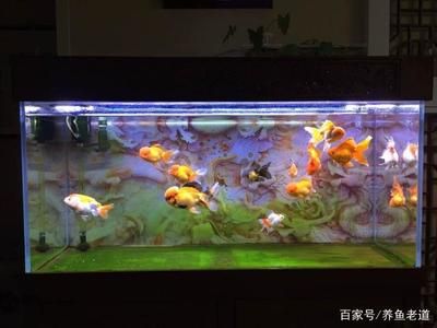 魚缸魔毯是干什么用的：關于魚缸魔毯的詳細用途和使用方法