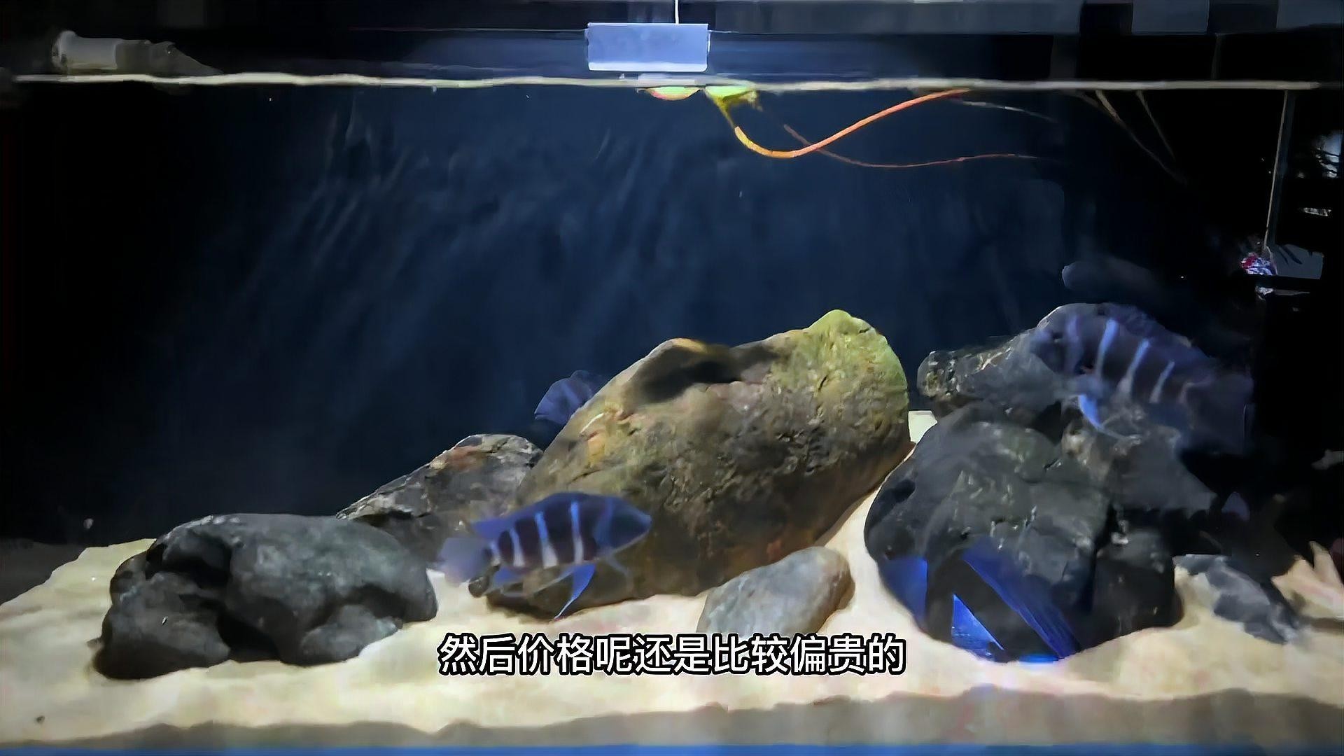龍魚可以和薩伊藍混養(yǎng)嗎圖片對比