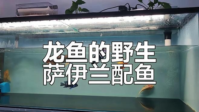 龍魚可以和薩伊藍混養(yǎng)嗎圖片對比