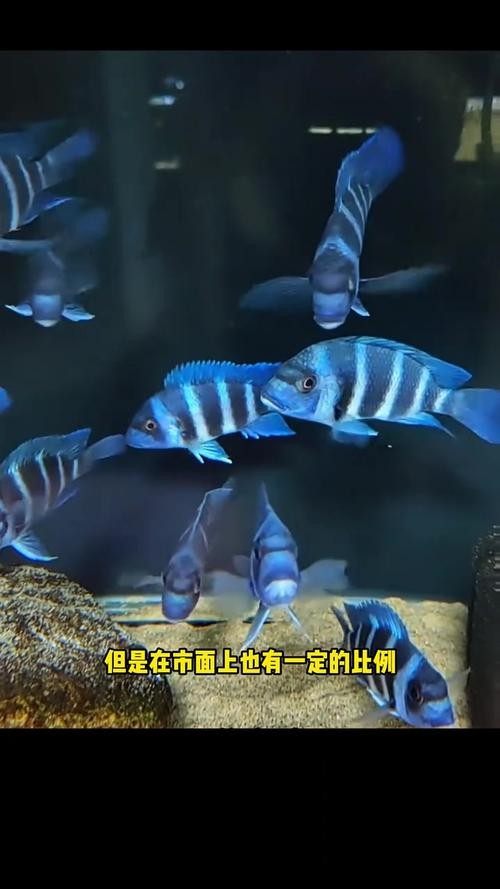 龍魚可以和薩伊藍混養(yǎng)嗎圖片對比