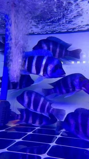 龍魚可以和薩伊藍混養(yǎng)嗎圖片對比