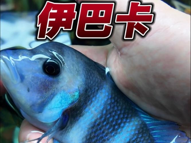 龍魚可以和薩伊藍混養(yǎng)嗎圖片對比