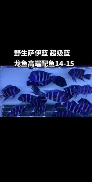 龍魚可以和薩伊藍混養嗎圖片對比