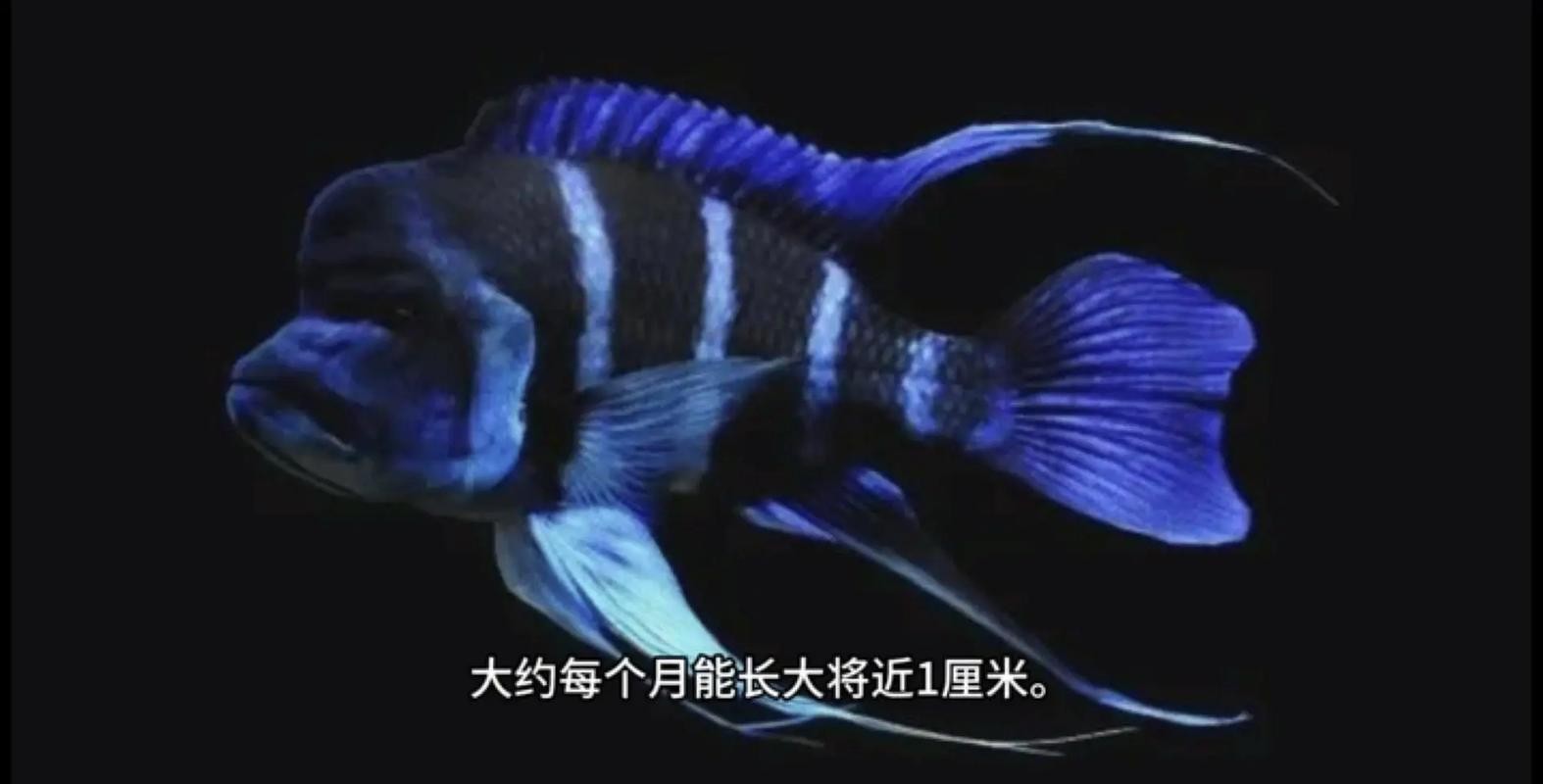 龍魚可以和薩伊藍混養(yǎng)嗎圖片對比