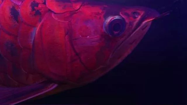 紅龍魚紀錄片（《紅龍魚紀錄片》印尼野生紅龍魚生態環境介紹）