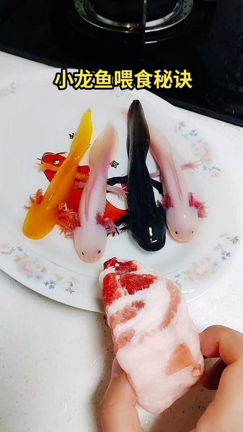 小龍魚百科