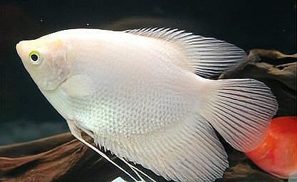 白子招財龍可以和其他魚混養嗎